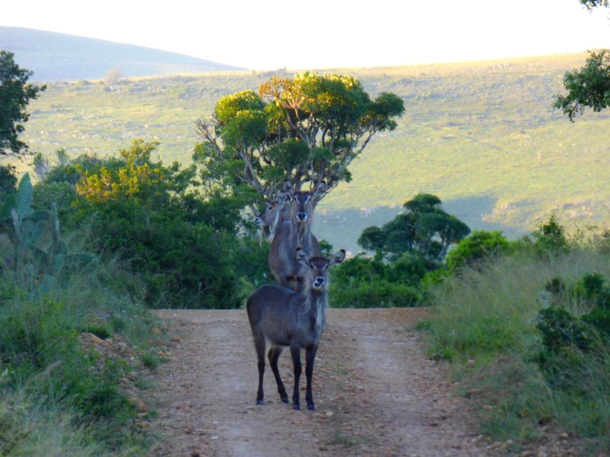 גרהמסטאון The Ranch House At African Safari Lodge מראה חיצוני תמונה